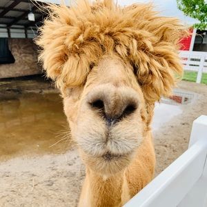 Meet your Posher, Emma